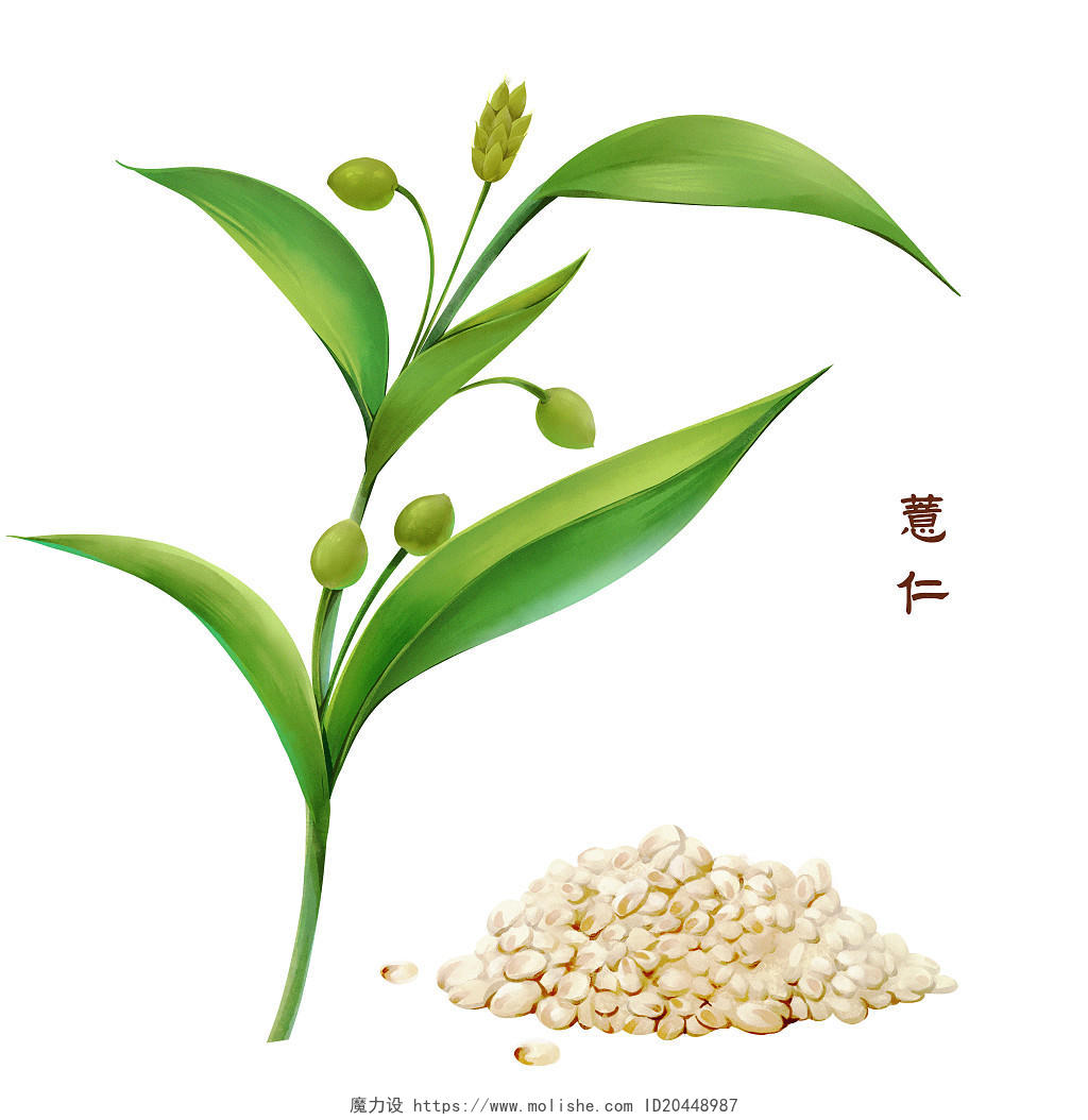 手绘水彩传统薏仁薏米中医植物药材PNG素材中草药本草纲目